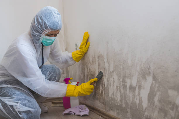 Best Basement Mold Removal  in Scotts Valley, CA