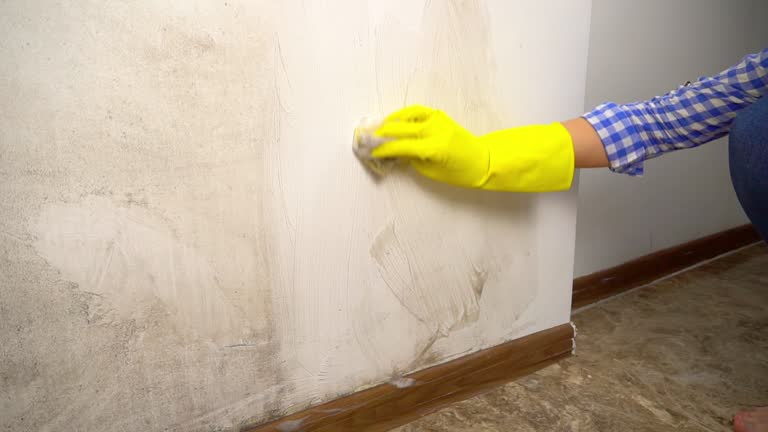 Best Black Mold Removal  in Scotts Valley, CA