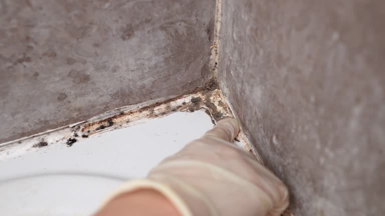 Best Forensic Mold Investigation  in Scotts Valley, CA